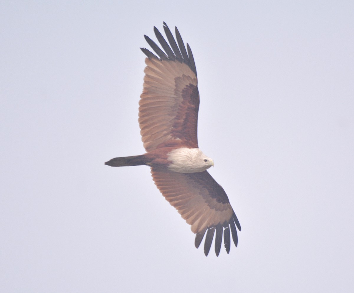 Brahminy Kite - ML515790521