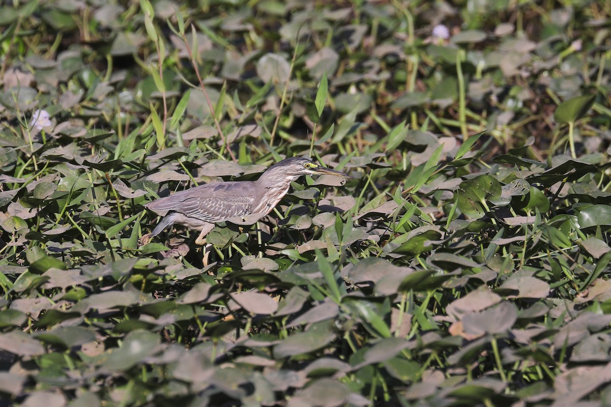 Striated Heron - ML515791361