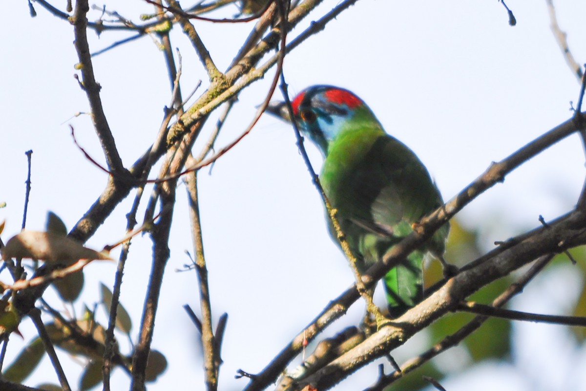 Blue-throated Barbet - ML515792311