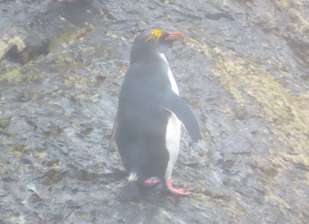 Златохохлый пингвин - ML515792361