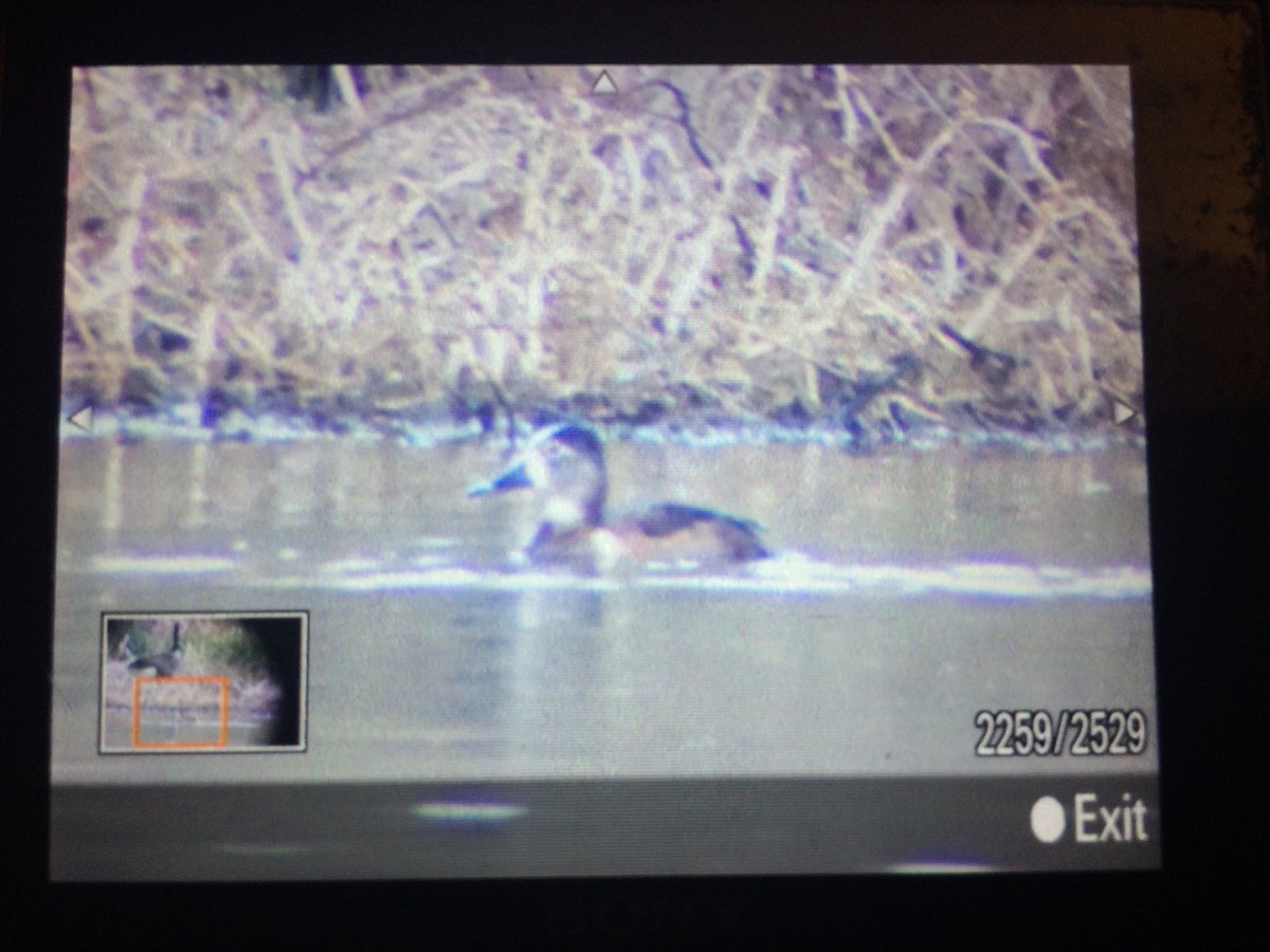 Ring-necked Duck - ML51579281