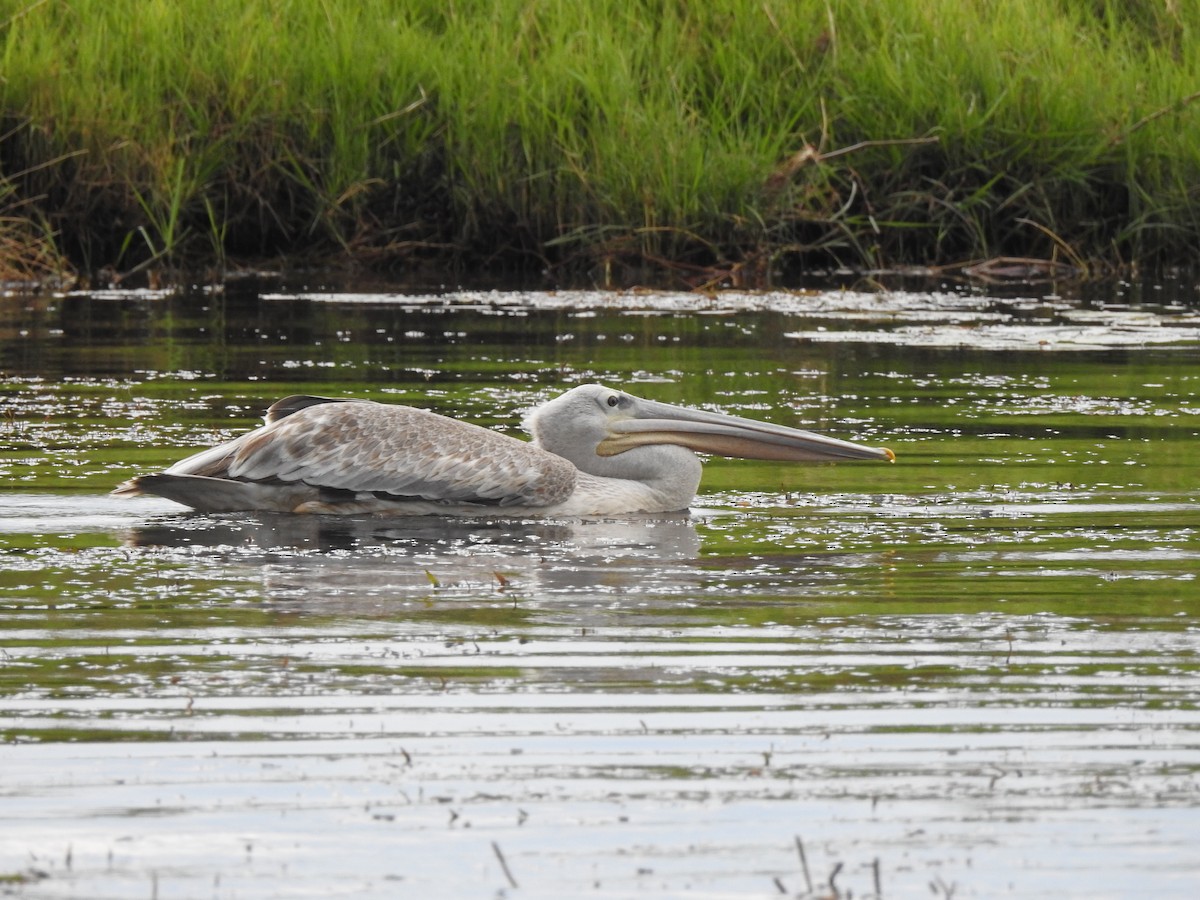 Pink-backed Pelican - ML515793071