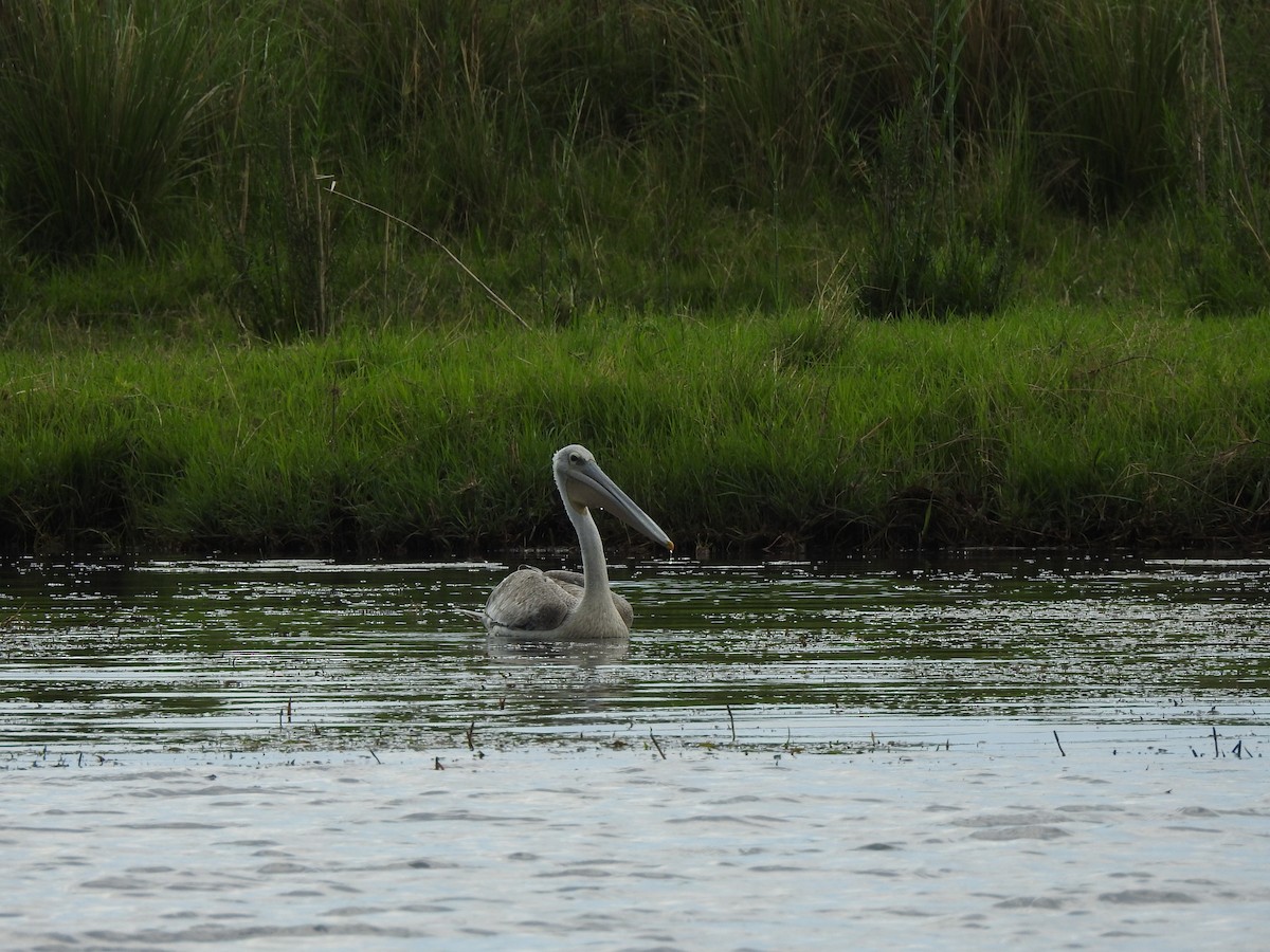 Pink-backed Pelican - ML515793081