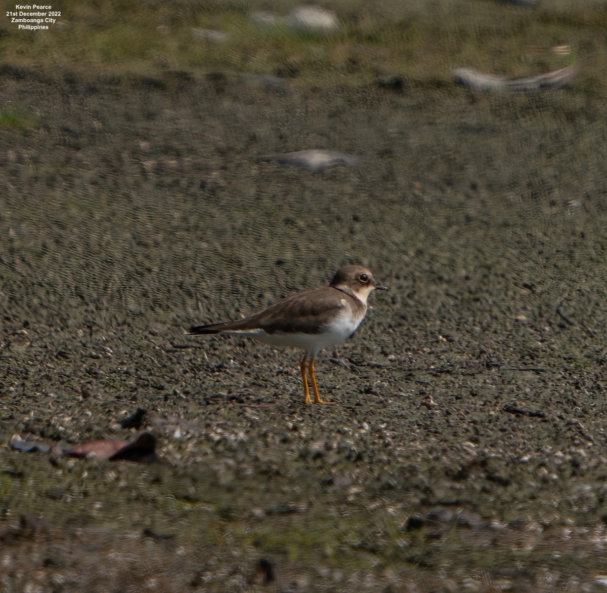 Little Ringed Plover - Kevin Pearce
