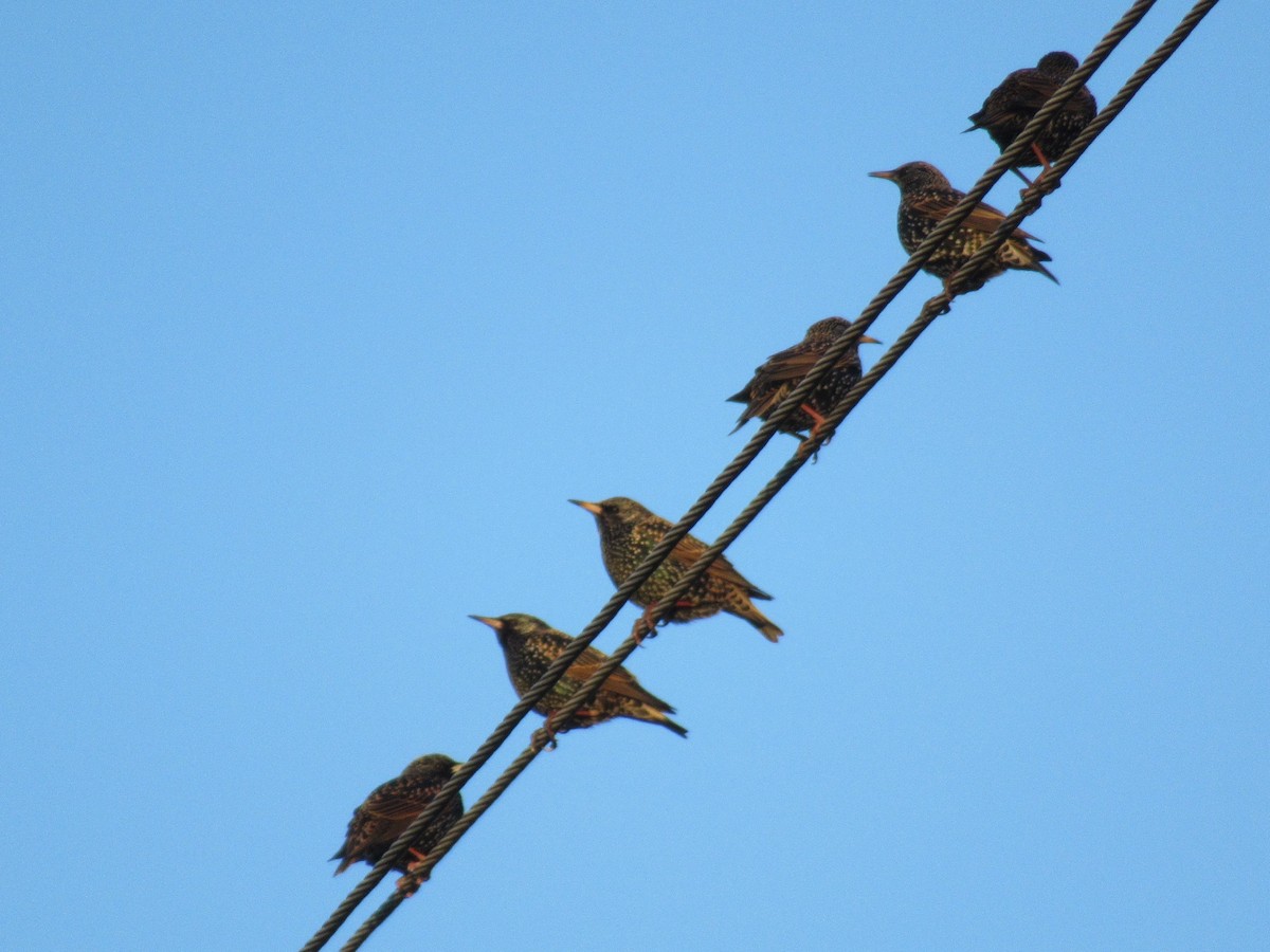 European Starling - ML515794641