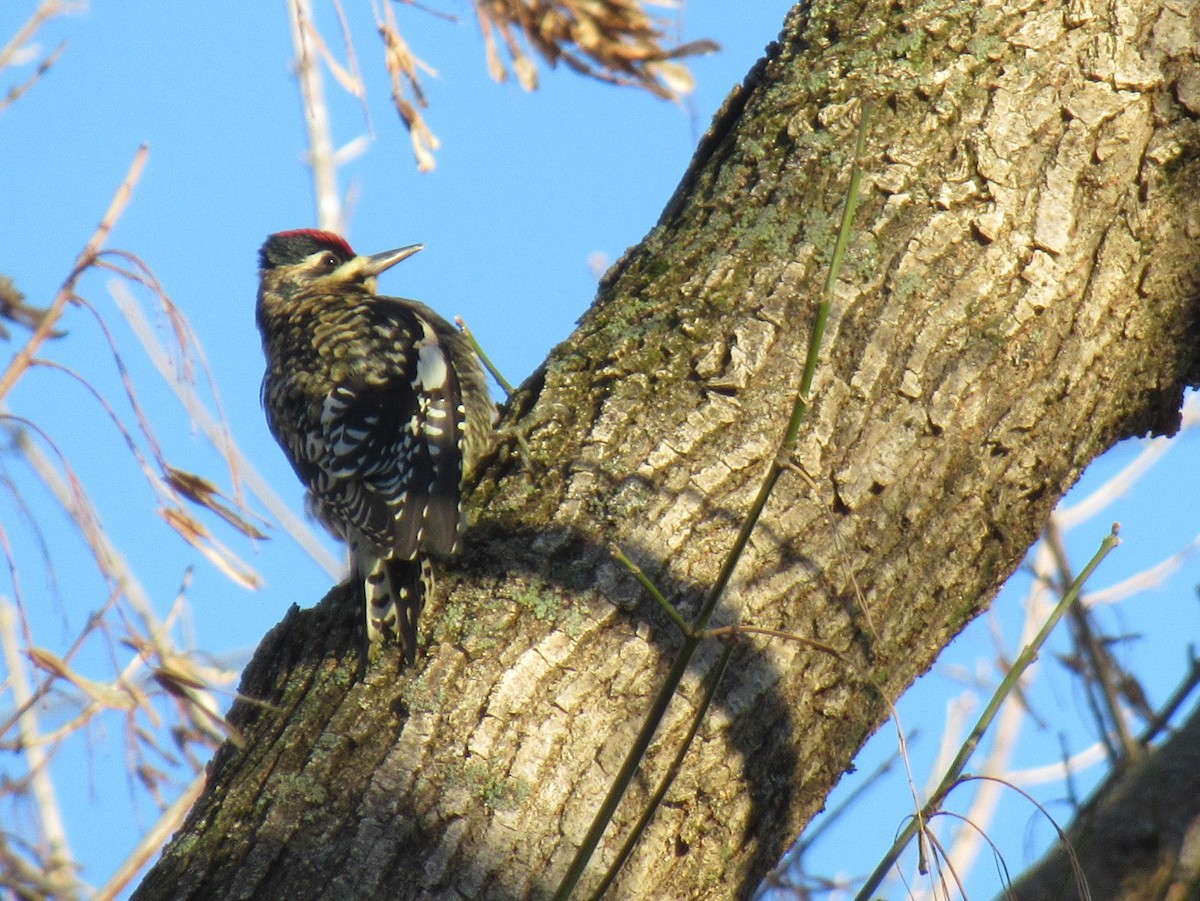 Yellow-bellied Sapsucker - ML515794831