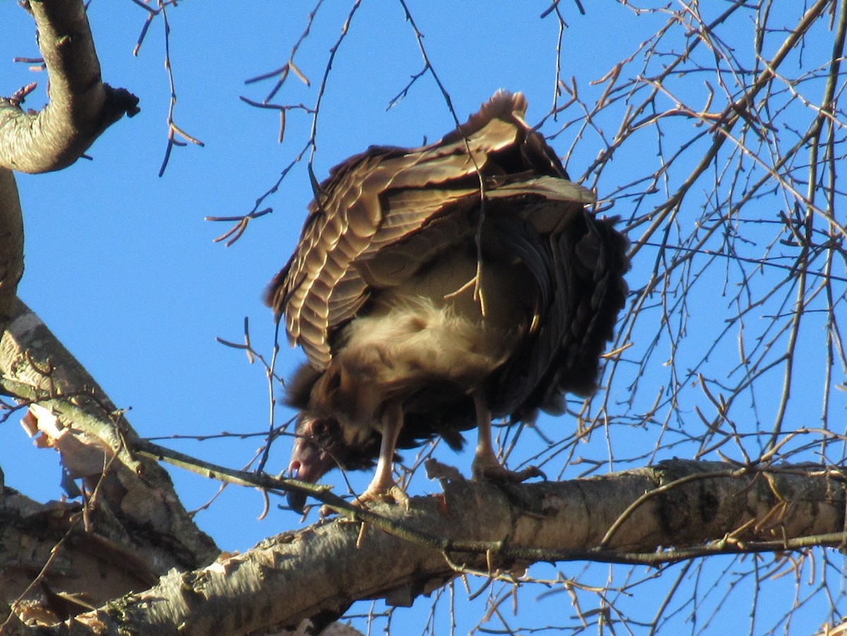 Turkey Vulture - ML515794871