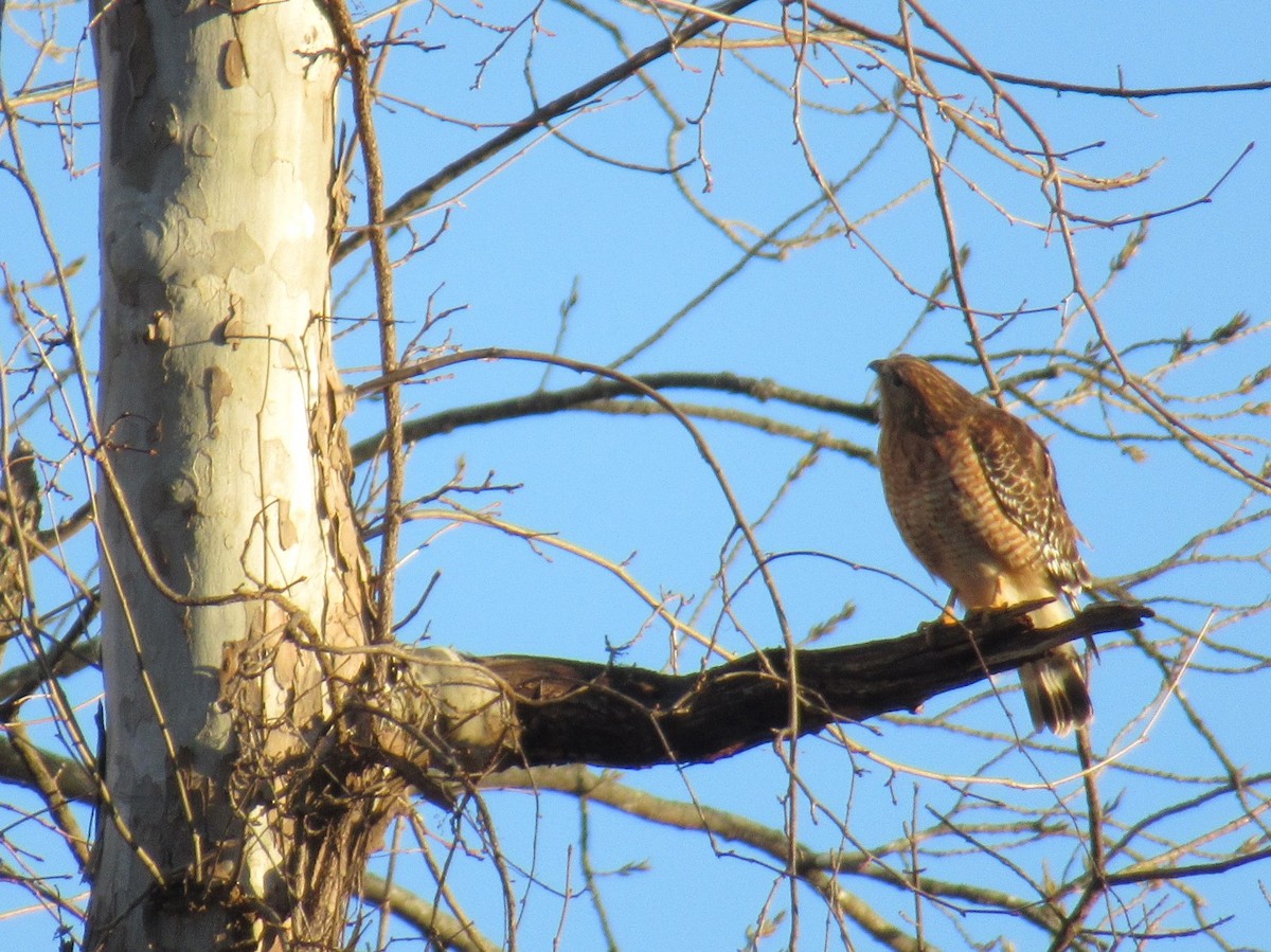 Red-shouldered Hawk - ML515794881