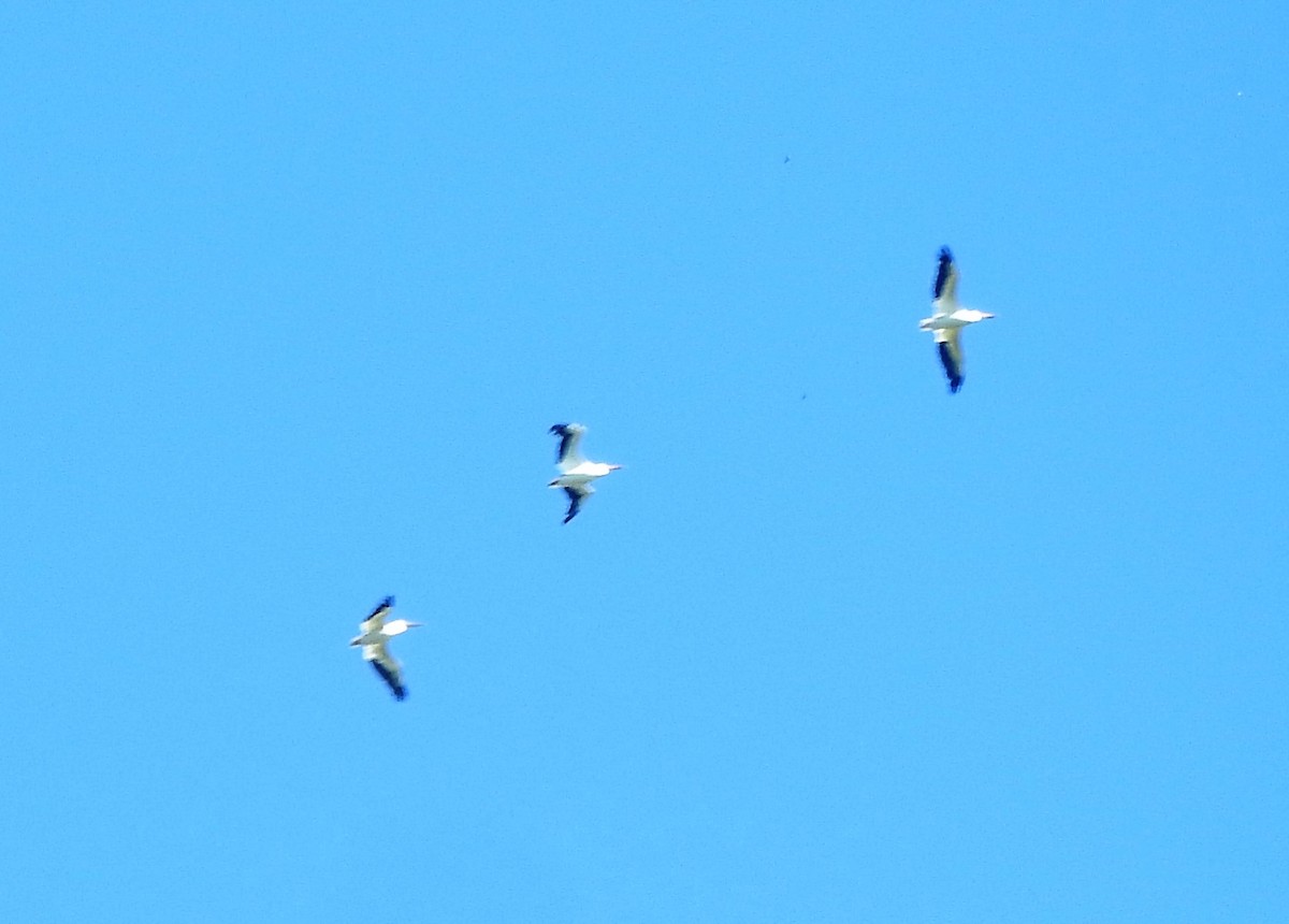 American White Pelican - Luis  Morales