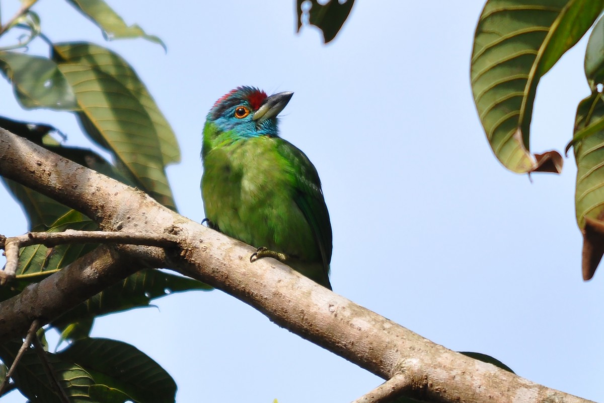 Blue-throated Barbet - Miguel Rouco