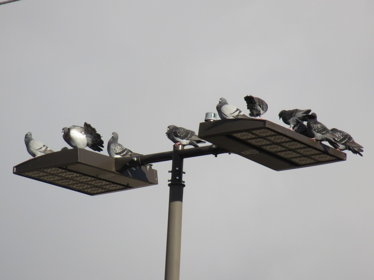 Rock Pigeon (Feral Pigeon) - ML515795421