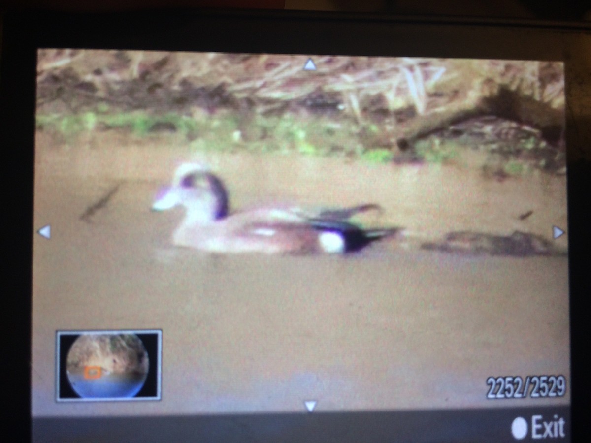 American Wigeon - ML51579581