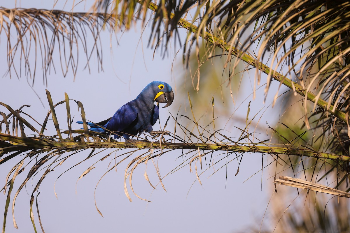 Hyacinth Macaw - Thomas Galewski