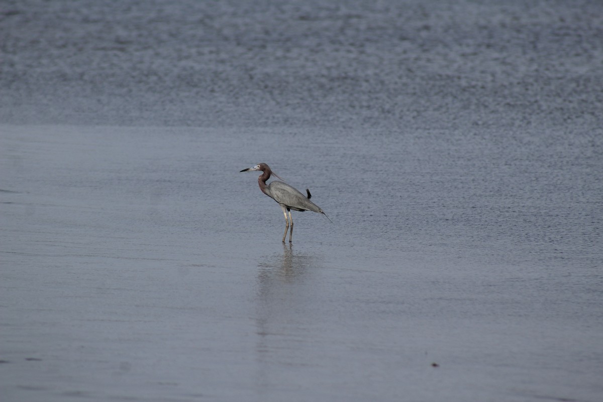 Little Blue Heron - ML515796881