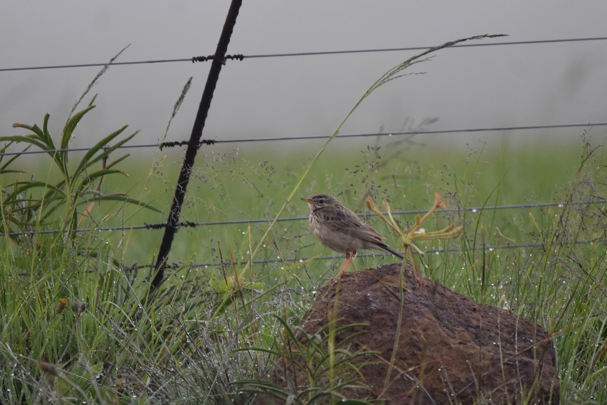 African Pipit (African) - ML515797041