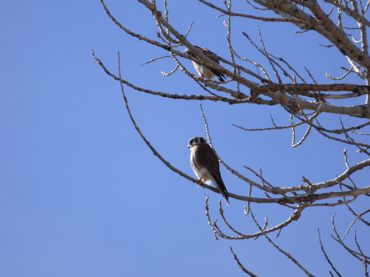 American Kestrel - ML51579741
