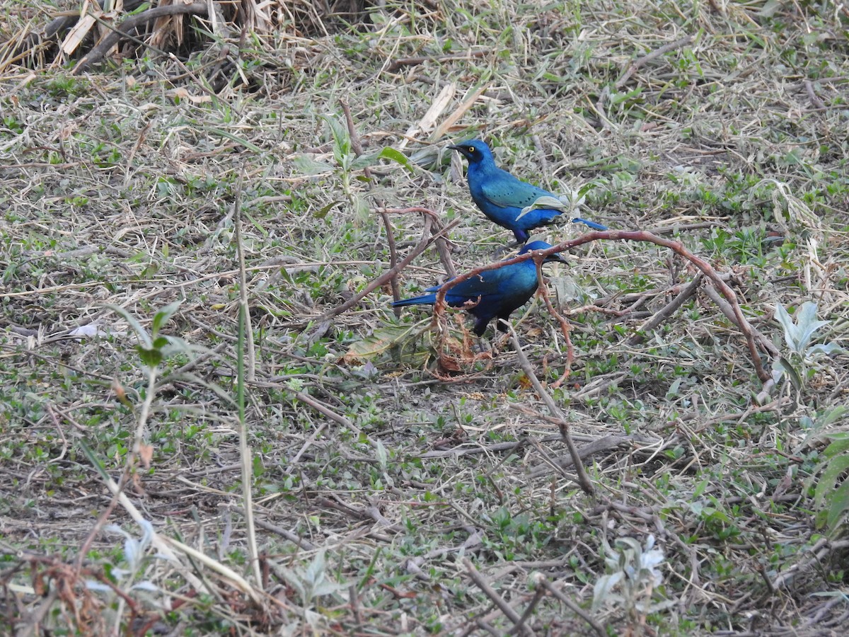 Lesser Blue-eared Starling (Lesser) - Suebsawat Sawat-chuto