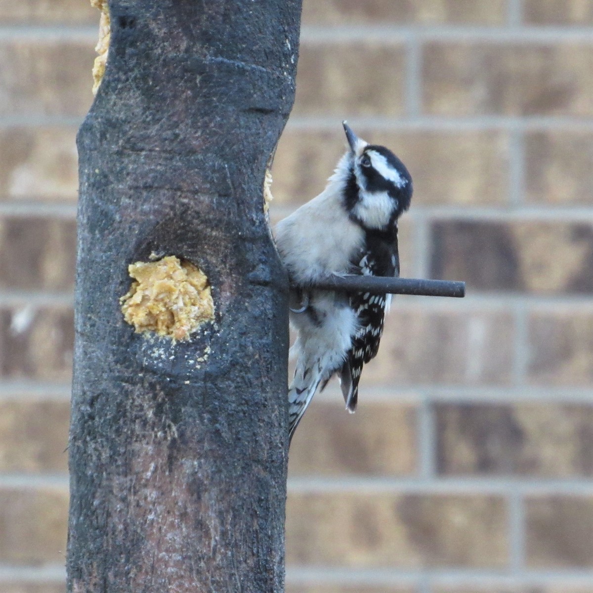 Downy Woodpecker - Judy Behrens