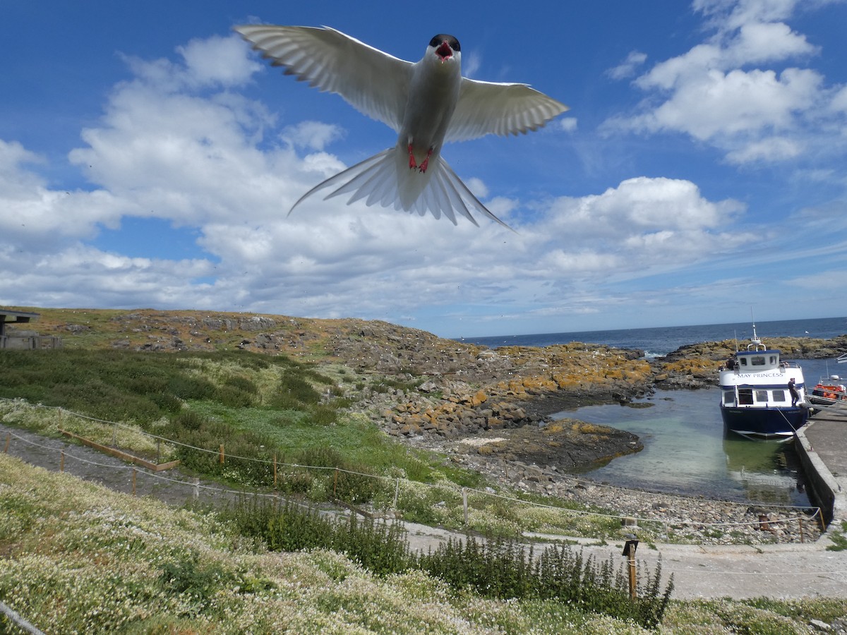 Arctic Tern - ML515799511