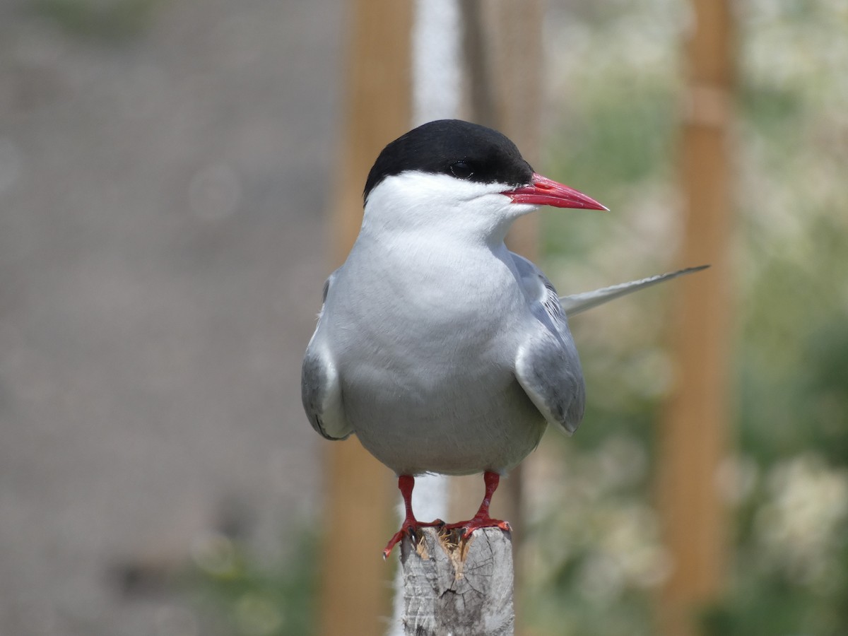 Arctic Tern - ML515799711