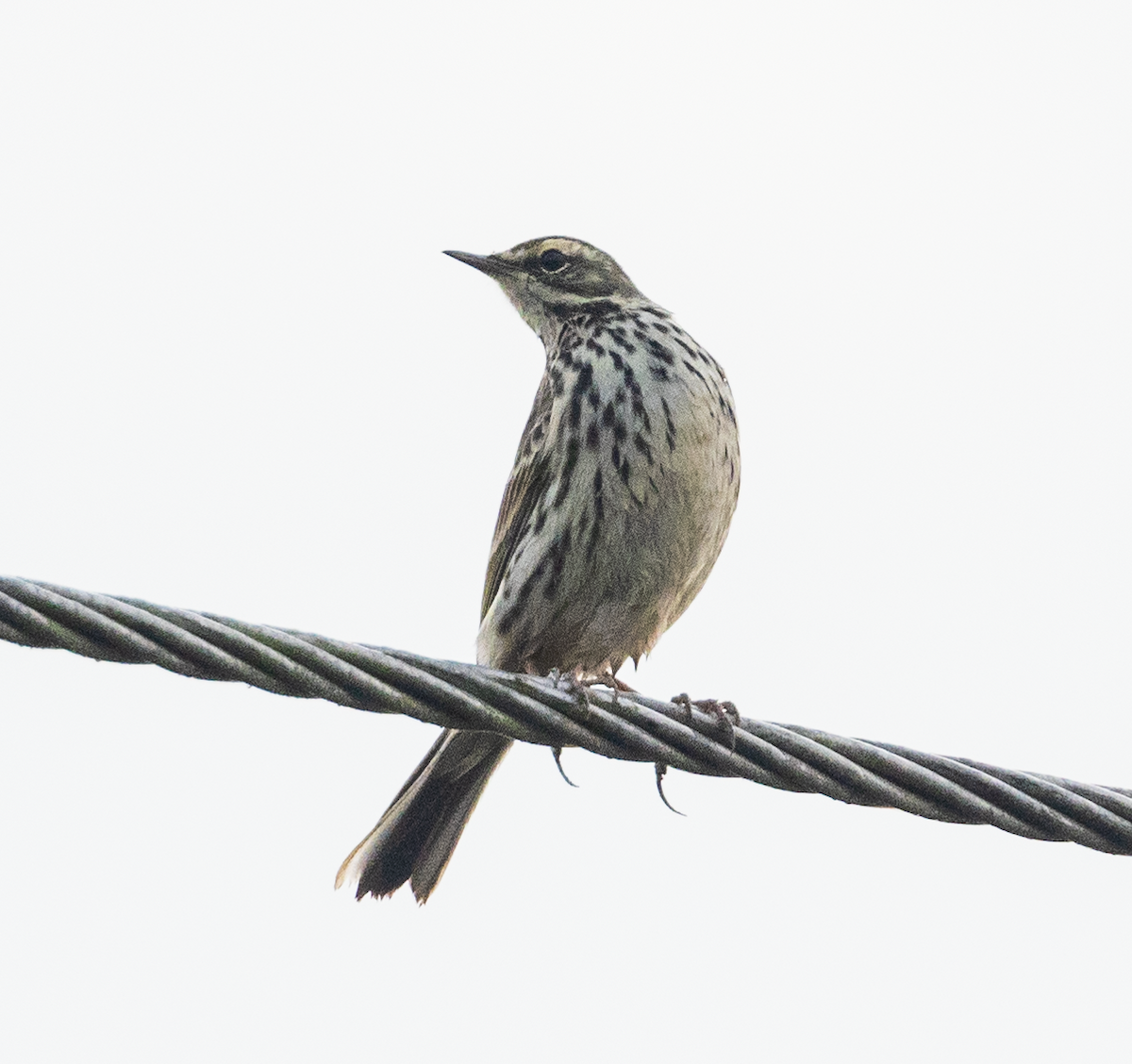 Rosy Pipit - ML515800961