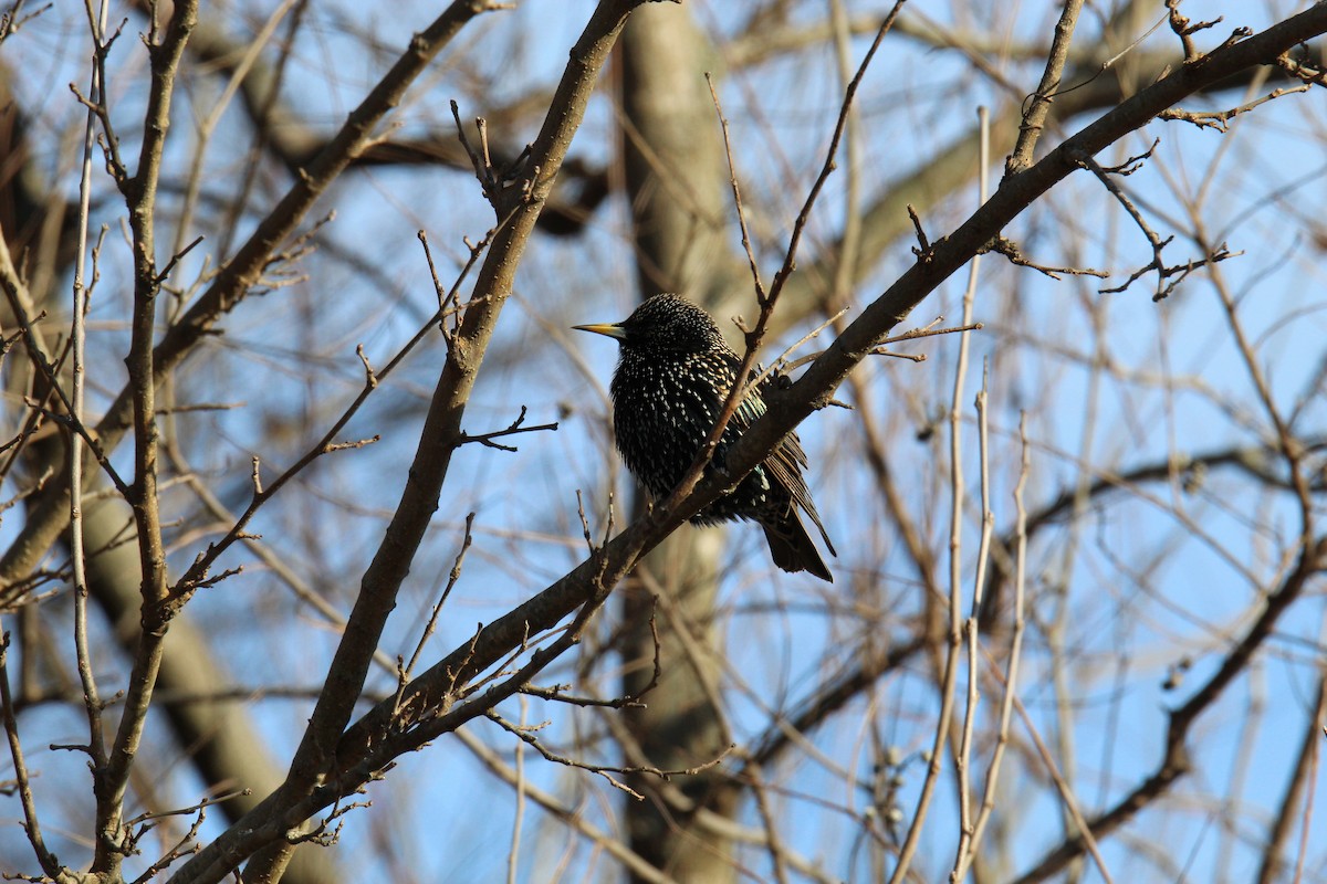 European Starling - ML515804111