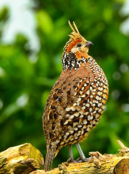 Crested Bobwhite - Andres Mauricio Henao Quintero