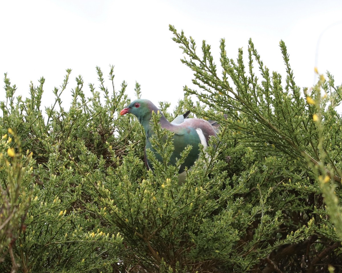 New Zealand Pigeon - Frank Klotz