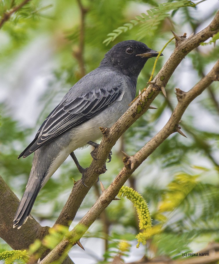 Black-headed Cuckooshrike - ML515805051