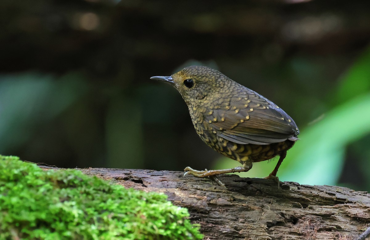 Pygmy Cupwing - Nattapong Banhomglin