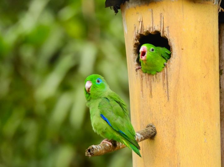 Spectacled Parrotlet - ML515805111