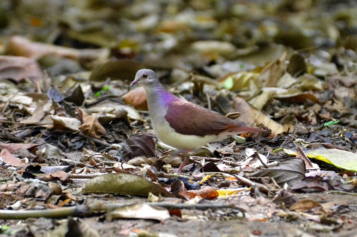 Violaceous Quail-Dove - ML515805621