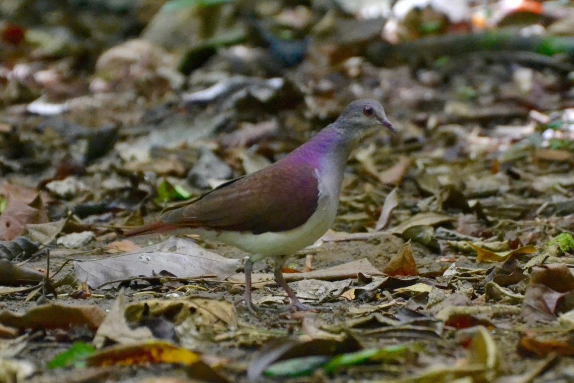 Violaceous Quail-Dove - ML515805651