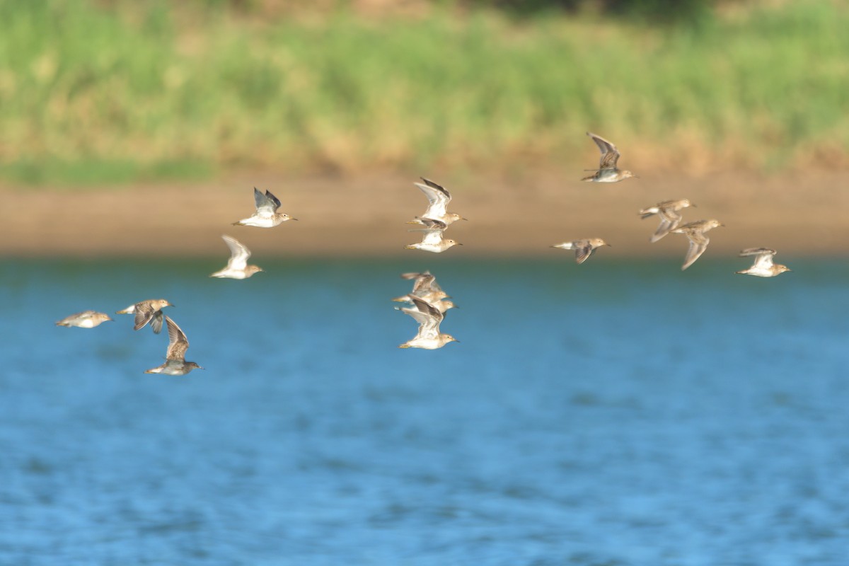 Pectoral Sandpiper - Carlos Rossello