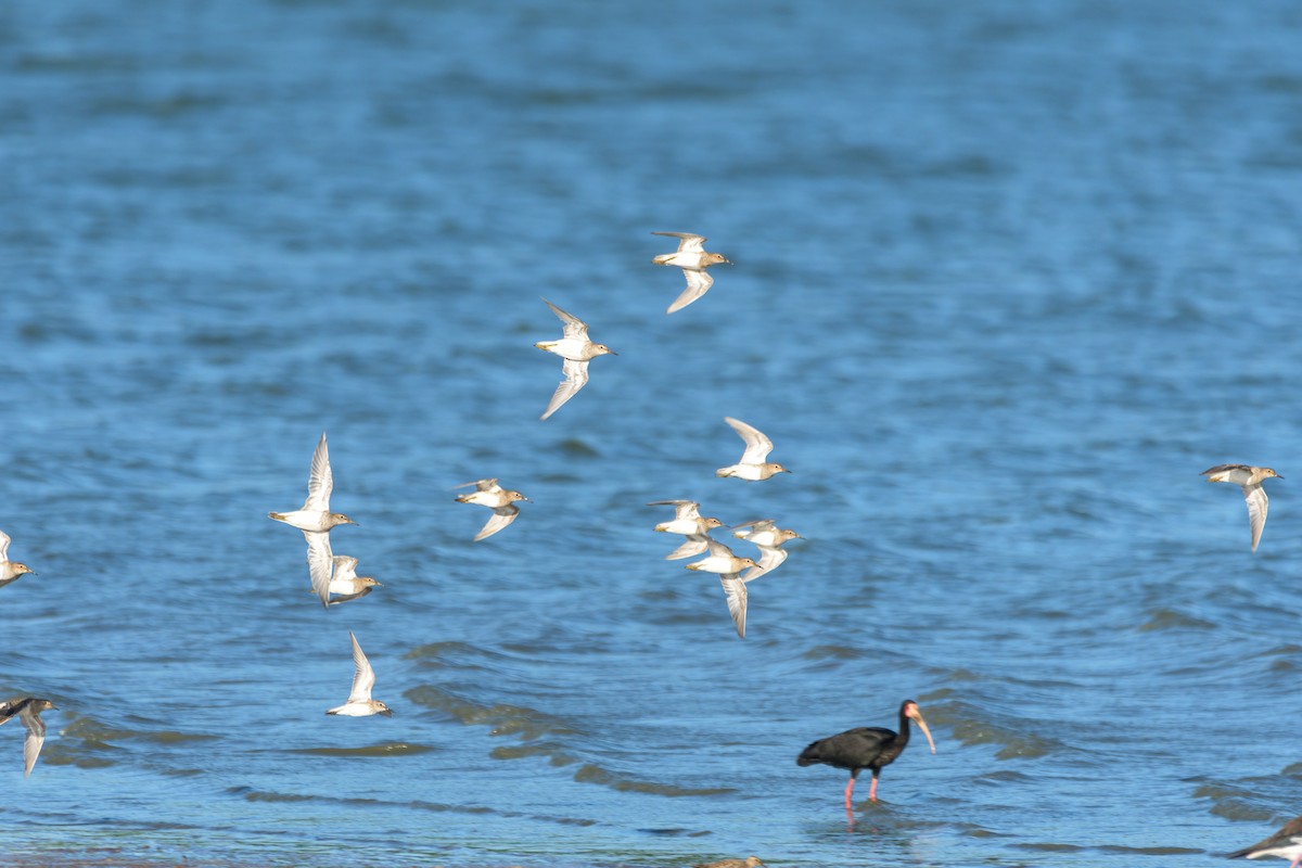 Pectoral Sandpiper - Carlos Rossello