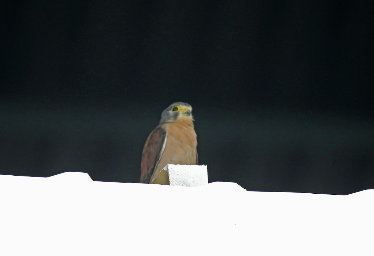 Seychelles Kestrel - ML515807501