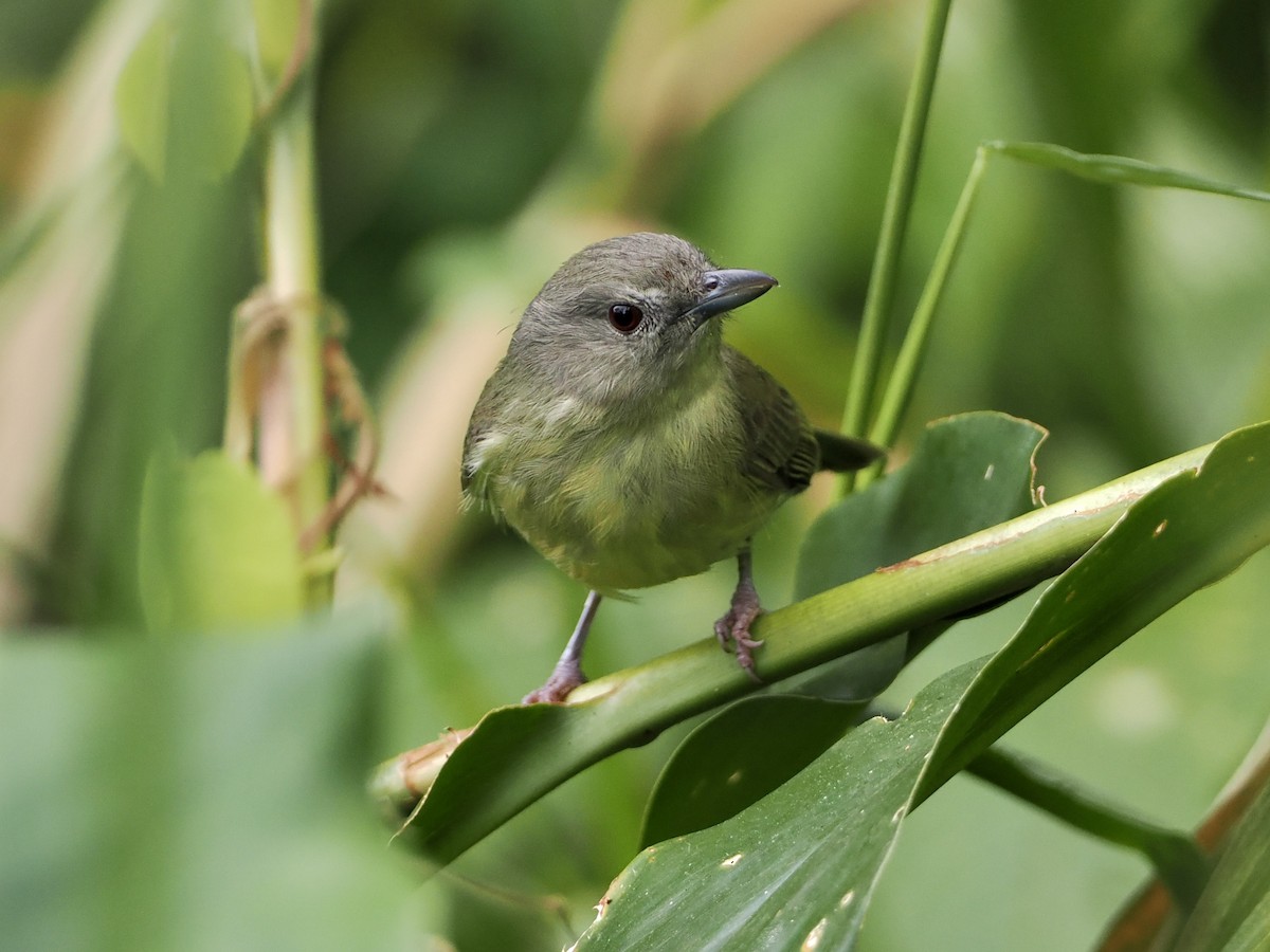 Blue Mountain Vireo - ML515807651