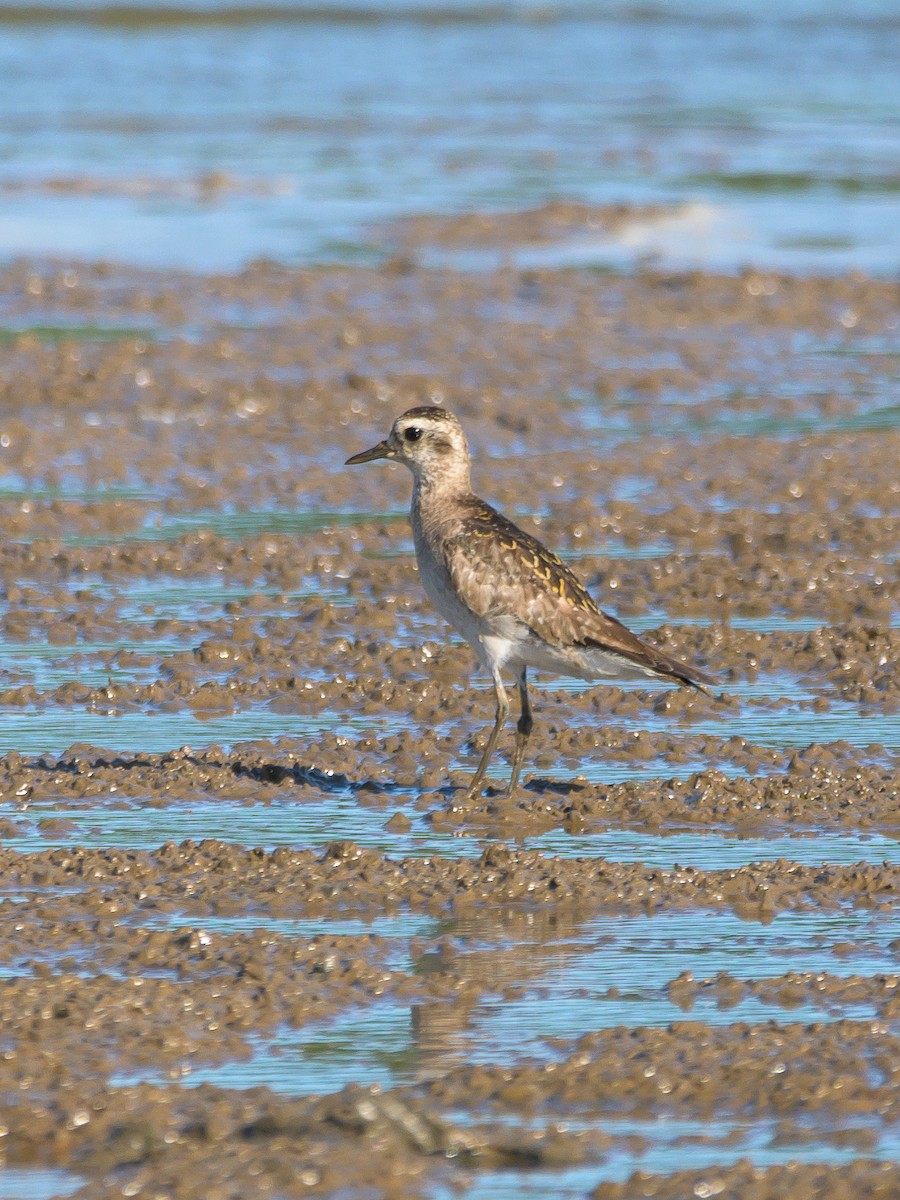 American Golden-Plover - ML515808051