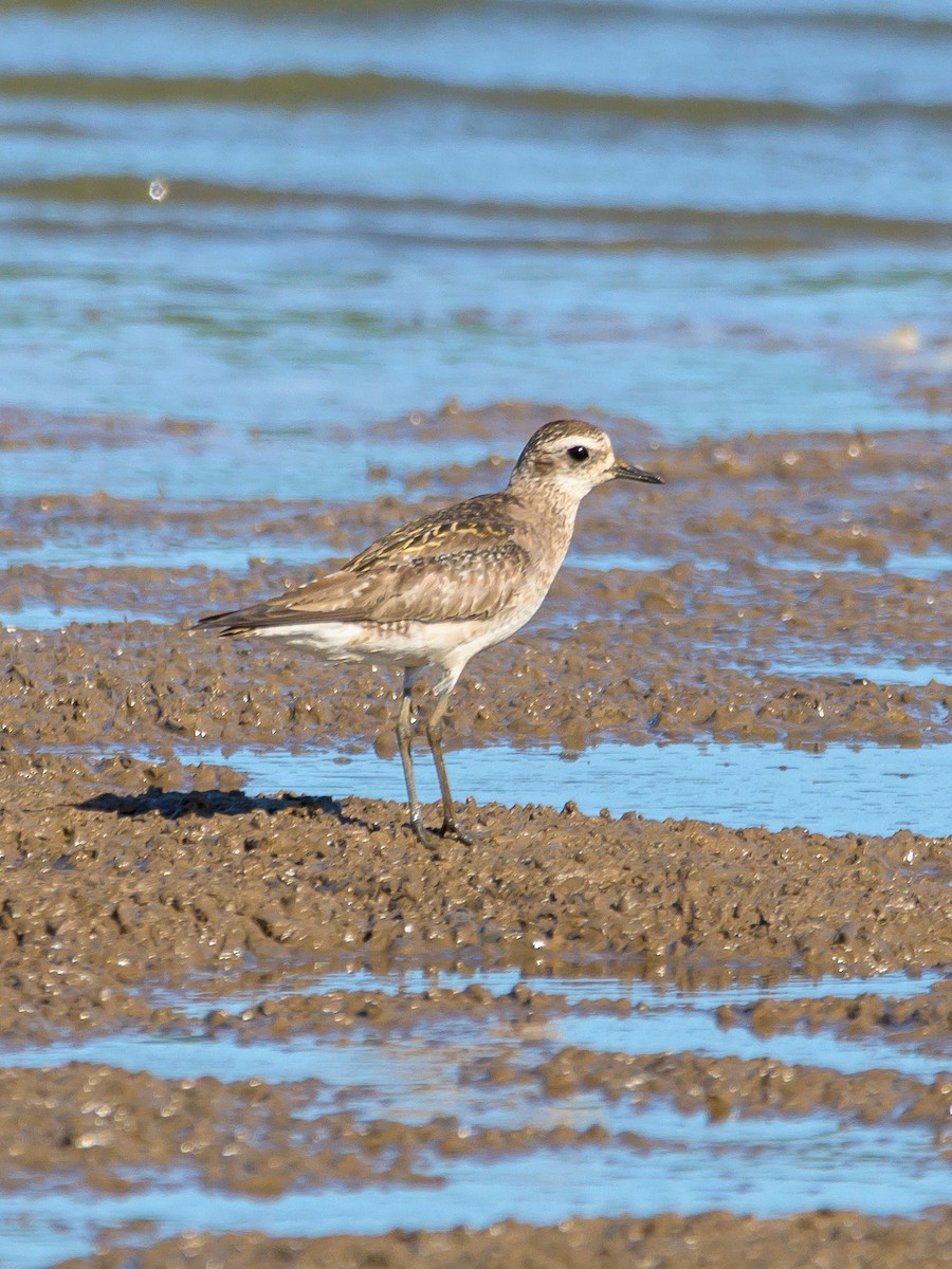 American Golden-Plover - ML515808061