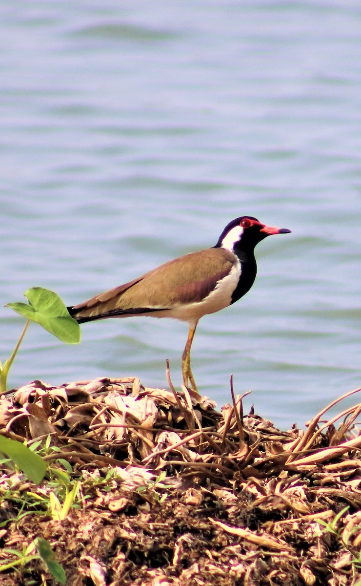 Red-wattled Lapwing - Sharimon A