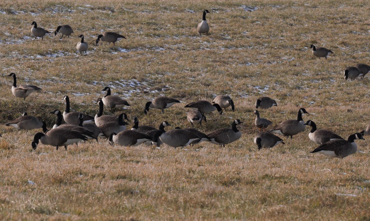Greater White-fronted Goose - ML515809351