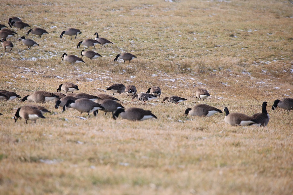 Greater White-fronted Goose - ML515809361