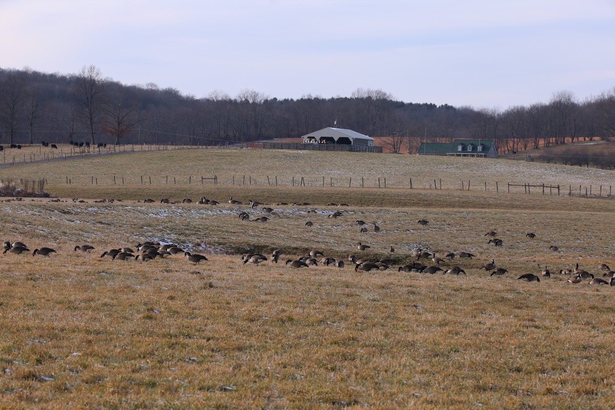 Greater White-fronted Goose - Anonymous