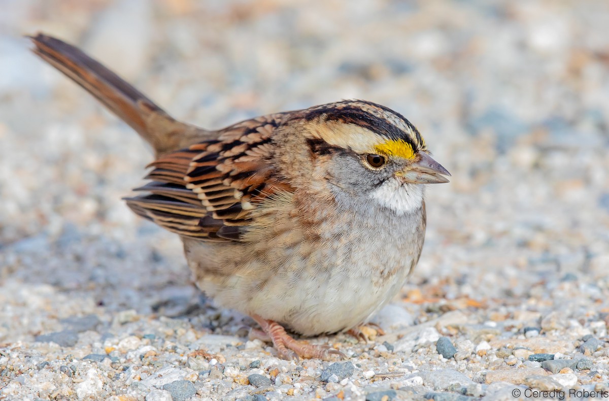 White-throated Sparrow - Ceredig  Roberts