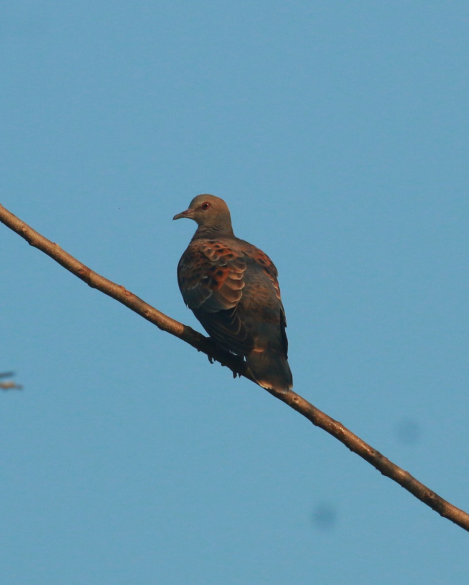 Streptopelia sp. - ML515814691