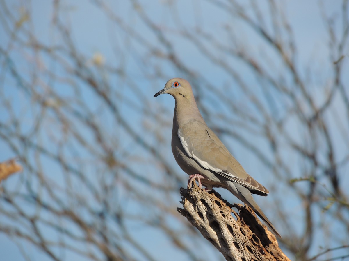 White-winged Dove - ML51581491
