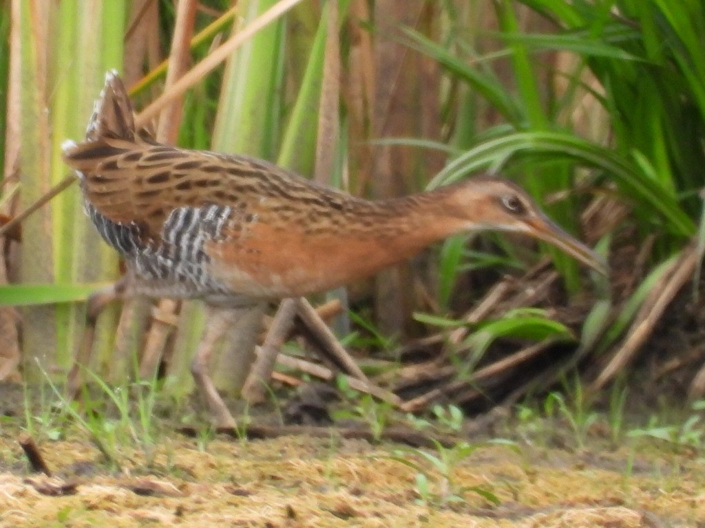 King Rail (Northern) - Liam Thorne