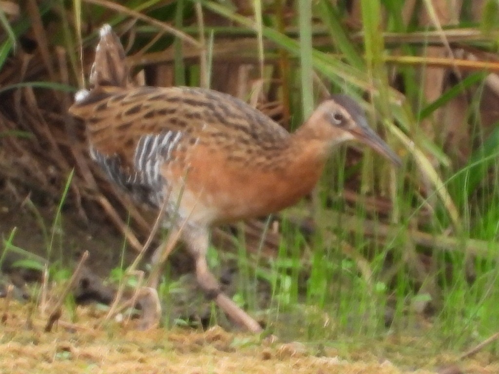 chřástal královský (ssp. elegans) - ML515815221