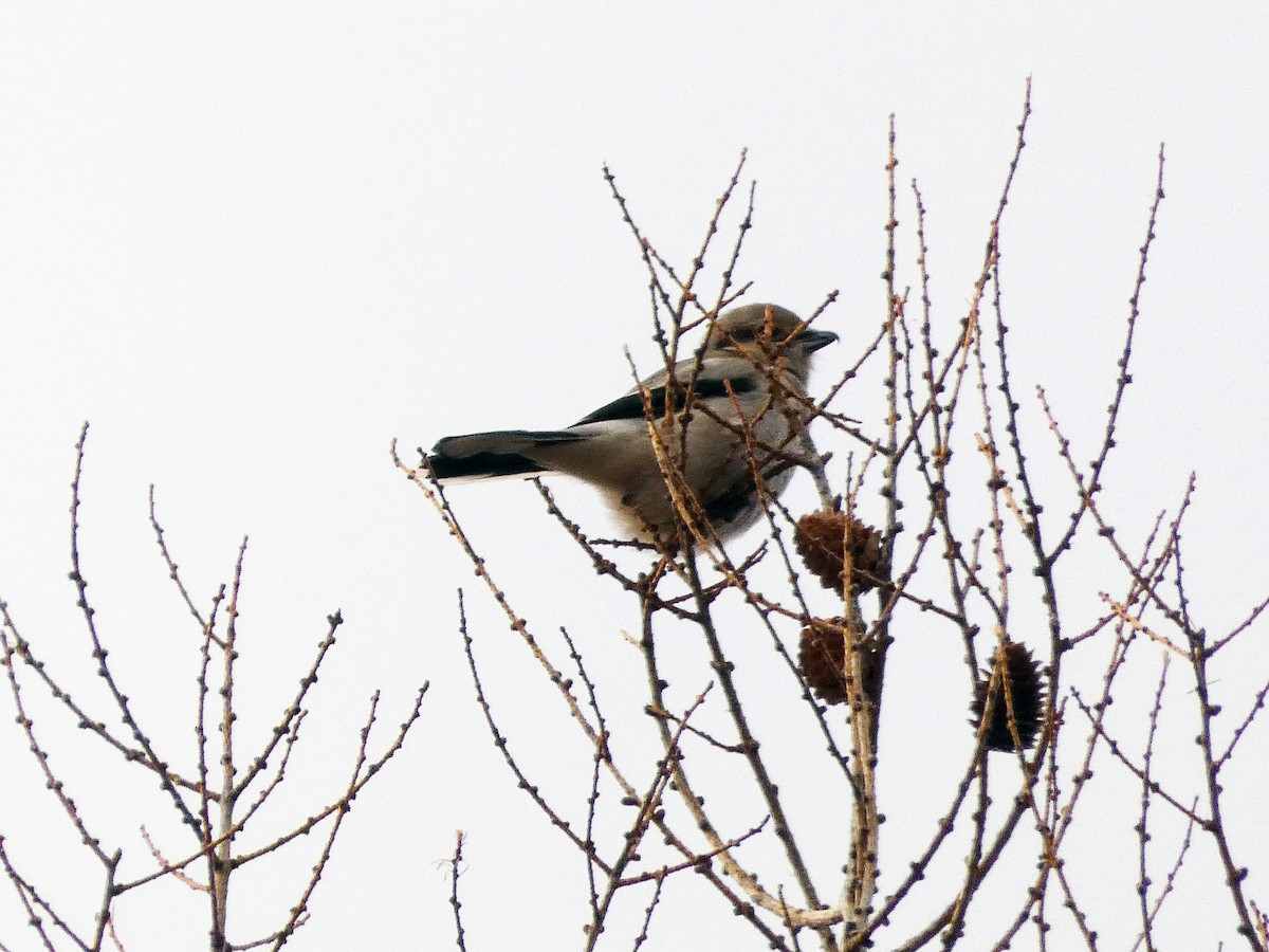 Northern Shrike - ML515815591