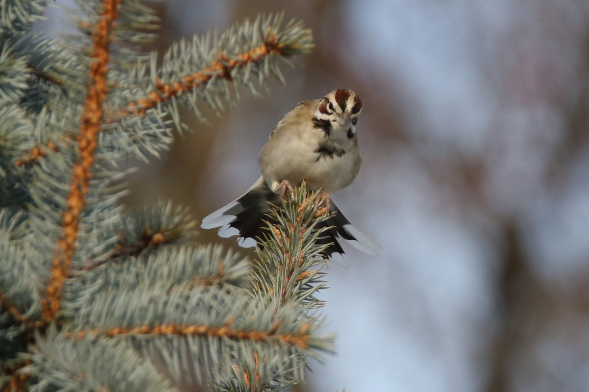 Lark Sparrow - Brad Carlson